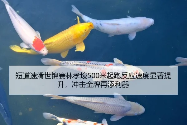 短道速滑世锦赛林孝埈500米起跑反应速度显著提升，冲击金牌再添利器